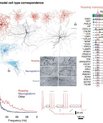 The figure shows distinctive GABAergic neuron types in layer 1 human cortex